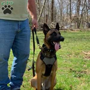 Big Red, Belgian Malinois Puppy